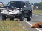 В ДТП под Саяногорском джип сбил корову